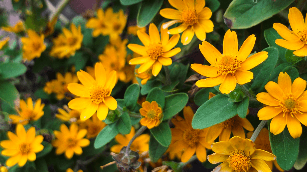 Sài đất - Thảo mộc thanh nhiệt cho trẻ nhỏ