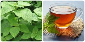 Kinh giới chữa cảm cúm