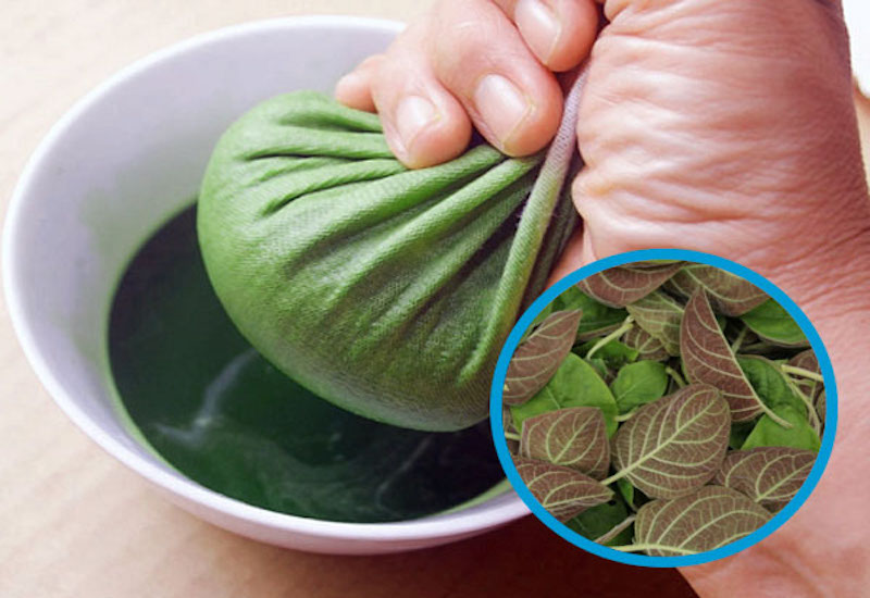 Mách bạn những công dụng của lá mơ không phải ai cũng biết Cần kết hợp uống lá mơ với chế độ ăn uống phù hợp, sinh hoạt điều độ