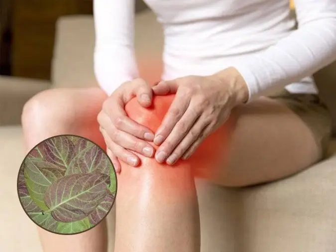Mách bạn những công dụng của lá mơ không phải ai cũng biết Lá mơ giúp trị bệnh phong tê thấp
