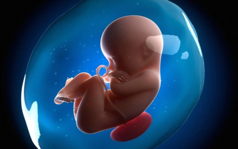 Nước ối chứa nhiều dinh dưỡng từ mẹ 