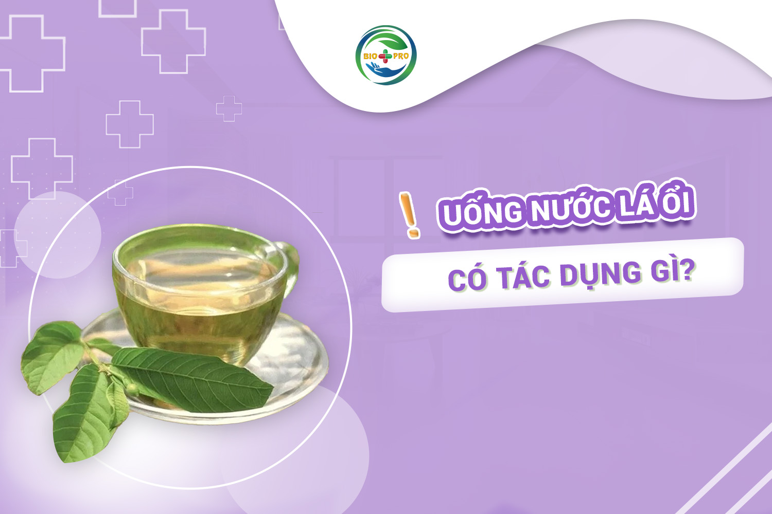 Uống nước lá ổi có tác dụng gì?