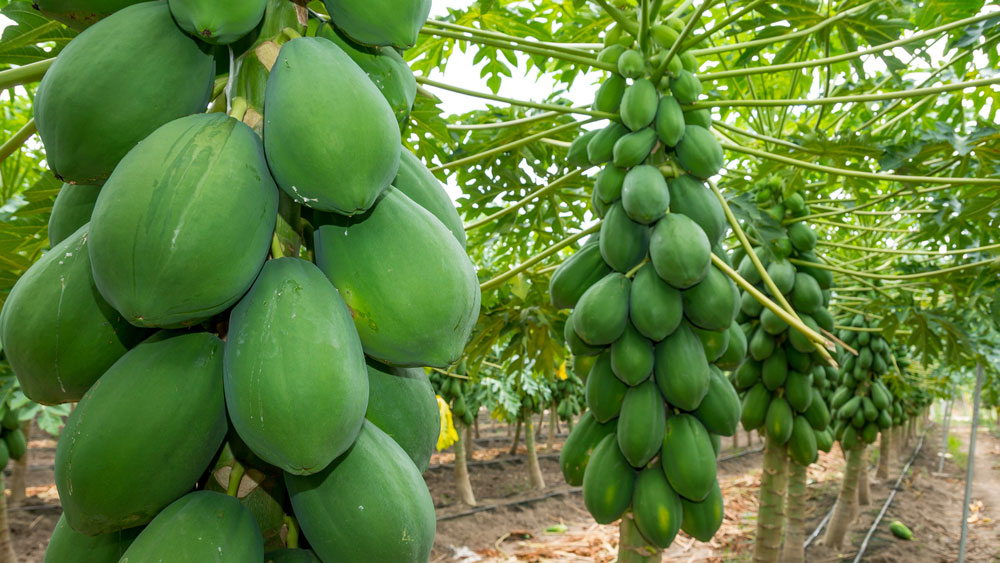 08 LỢI ÍCH THIÊN NHIÊN TỪ QUẢ ĐU ĐỦ XANH qua du du