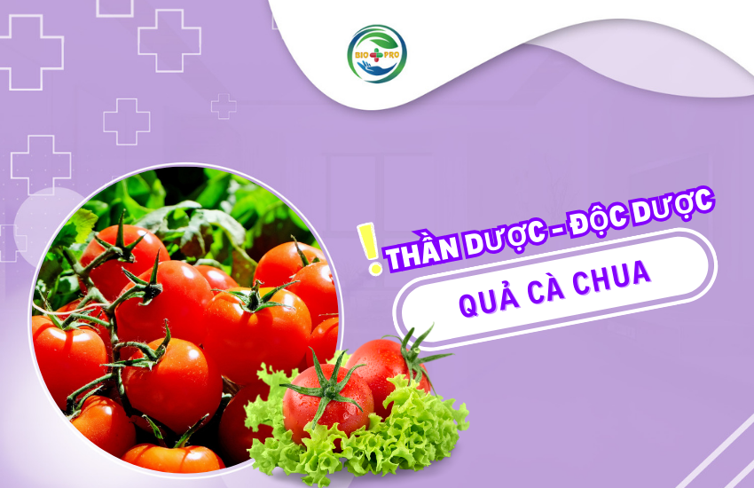 Cà Chua vừa là Thần Dược, vừa là Độc Dược - Bạn Có Biết 0? Cà chua là nguồn cung cấp vitamin A và C tuyệt vời
