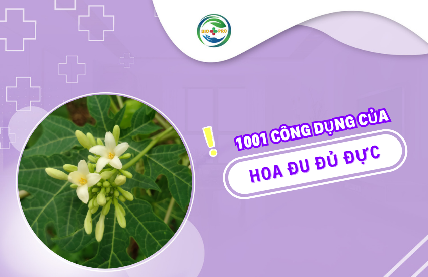Hoa đu đủ đực – Nhỏ bé nhưng chứa đựng cả “kho tàng” sức khỏe!