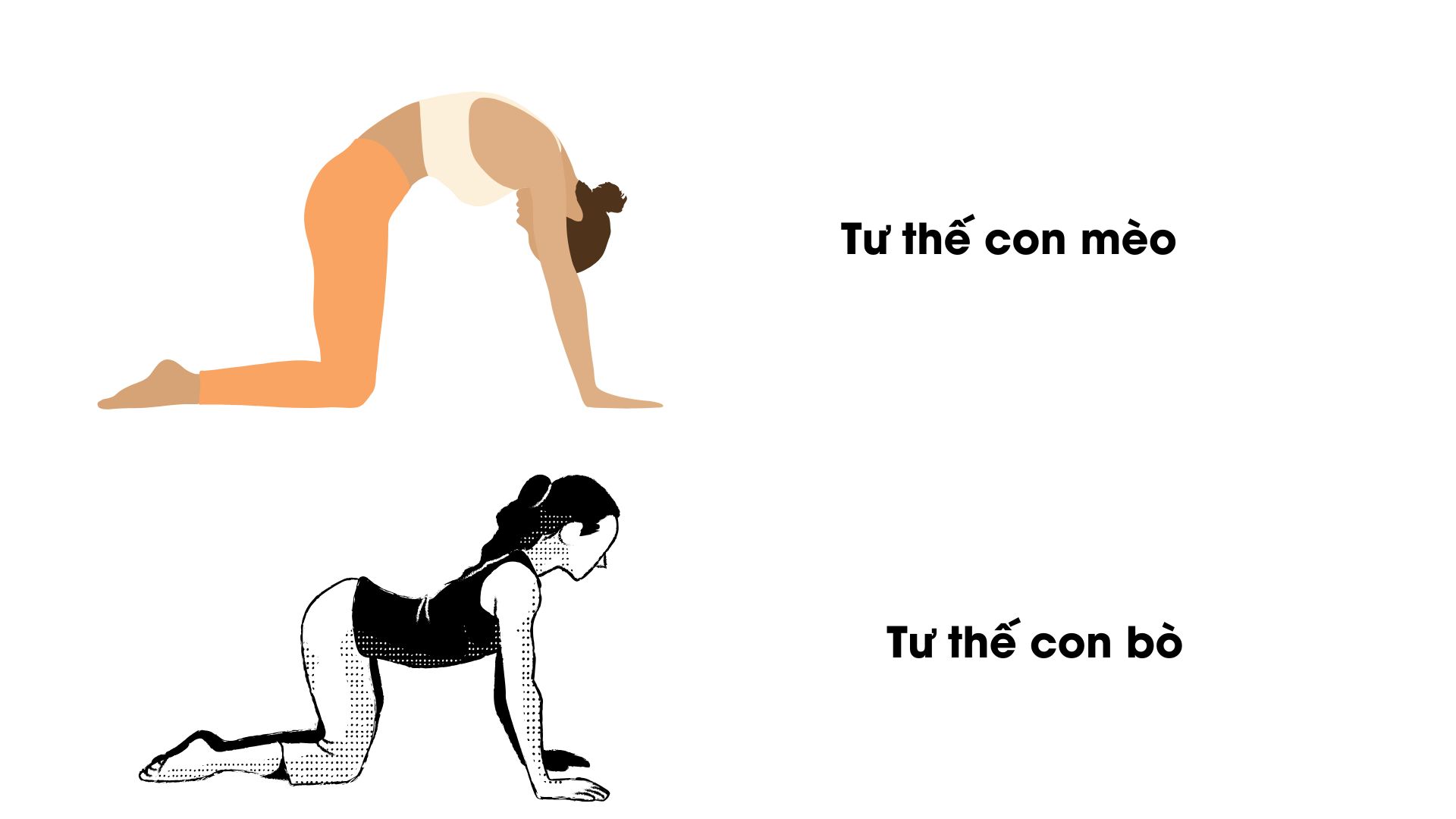 Người cao tuổi có nên tập yoga? 5 lợi ích bất ngờ và bài tập phù hợp Tư thế mèo – bò (Marjaryasana – Bitilasana) yoga cho người cao tuổi