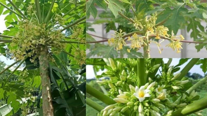 1001 công dụng của Hoa đu đủ đực Dưới đây là một số lưu ý quan trọng khi sử dụng hoa đu đủ đực để đảm bảo hiệu quả và an toàn cho sức khỏe