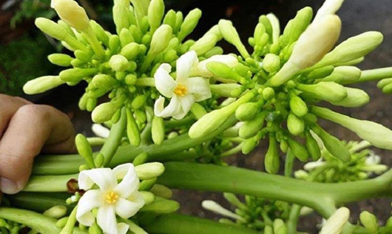 1001 công dụng của Hoa đu đủ đực Hoa đu đủ đực được đánh giá cao về mặt sức khỏe nhờ hàm lượng dồi dào các dưỡng chất và hoạt chất sinh học quý giá