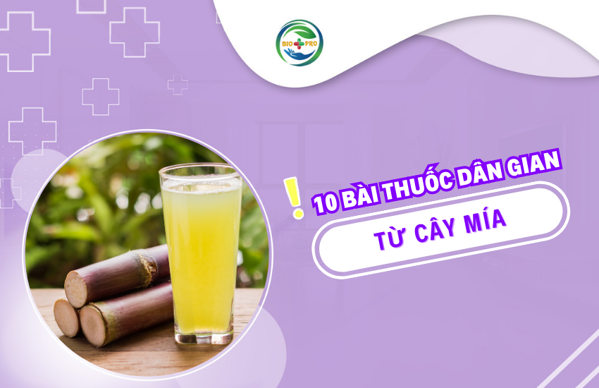 Cây mía được xem là “thần dược” trong dân gian với hàng loạt công dụng