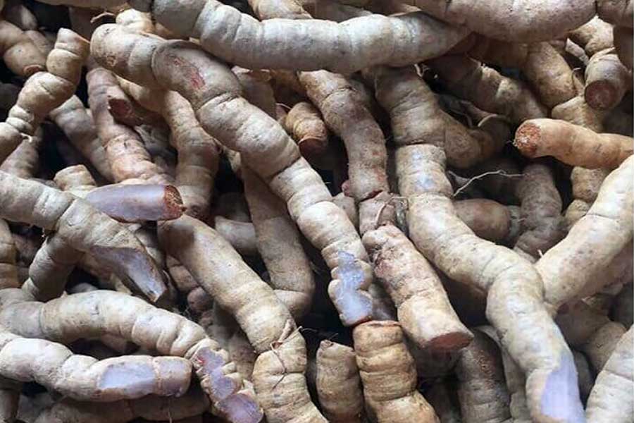 Ba kích – Dược liệu bổ thận tráng dương, tăng cường sinh lực phái mạnh 0 Ba kích nguyên liệu trong nhiều sản phẩm hỗ trợ sinh lý, tăng cường sức khỏe nam giới.
