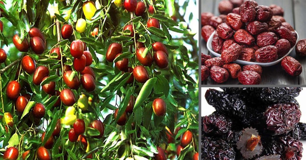 Đại táo có tác dụng bổ trung ích khí, dưỡng huyết an thần, thường được sử dụng để bồi bổ sức khỏe