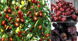 Đại táo có tác dụng bổ trung ích khí, dưỡng huyết an thần, thường được sử dụng để bồi bổ sức khỏe