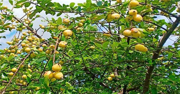 Sơn tra – Vị thuốc quý giúp tiêu thực, giảm mỡ máu và hỗ trợ tim mạch 0 Sơn tra dược liệu quý trong y học cổ truyền, không chỉ giúp tiêu thực, giảm mỡ máu mà còn hỗ trợ điều hòa khí huyết, tốt cho tim mạch và giấc ngủ.