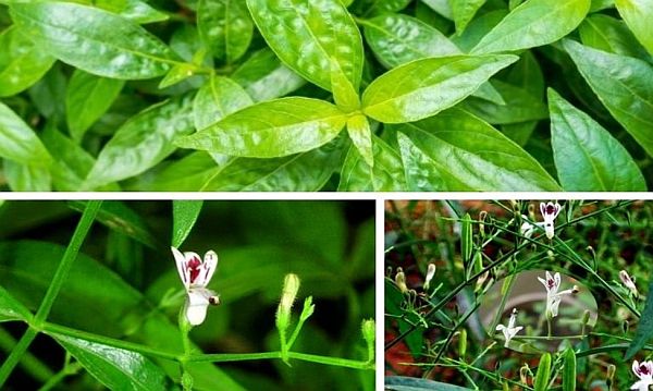 Xuyên tâm liên: Vị thuốc đắng nhưng quý trong Đông y 0 Xuyên tâm liên có nhiều tác dụng quý trong hỗ trợ điều trị viêm nhiễm, cảm sốt và giải độc cơ thể.